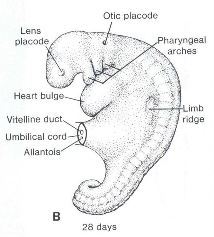 Embryo at 28 days: lens placode, otic placode, pharyngeal arches, heart bulge, vitelline duct, umbilical cord, allantois, limb ridge