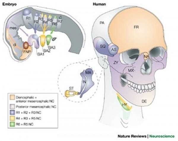 The embryo with colonisation of the head and pharyngeal arches by diencephalic, anterior and posterior mesencephalic and rhombencephalic neural crest cells, colour coded, with the skull regions they form on the human head
