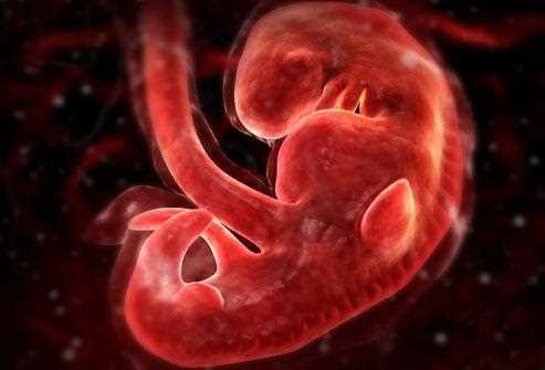 Three-dimensional drawing of a human embryo in the fourth week with its curved body