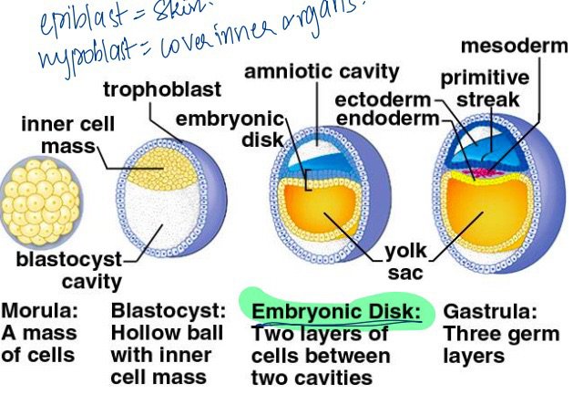 Student notes: morula, blastocyst with inner cell mass and blastocyst cavity, embryonic disk with epiblast, hypoblast, amniotic cavity, ectoderm, endoderm, yolk sac, and gastrula with three germ layers: mesoderm, primitive streak