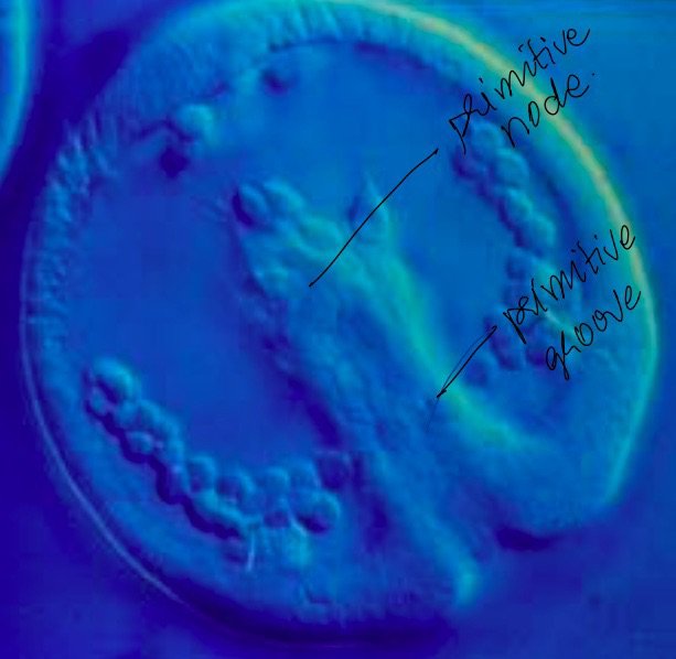 Student notes: primitive node and primitive groove labelled on a photograph of the disc
