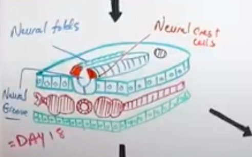 Hand-drawn student diagram: neural folds, neural crest cells, neural groove, day 18
