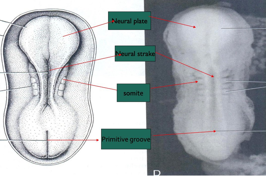 Dorsal view of the embryo with neural plate, neural streak (groove), somite and primitive groove labelled on a drawing and a photograph