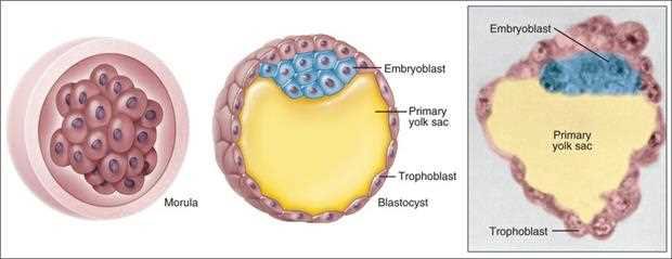 Ten Cate figure: morula, the blastocyst with embryoblast, primary yolk sac and trophoblast, and a section of the blastocyst