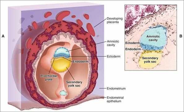 Ten Cate: human blastocyst in schematic and histologic section, with amniotic cavity within the ectoderm layer, secondary yolk sac and a well established bilaminar embryo