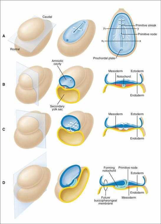 Ten Cate: gastrulation, conversion of the bilaminar to a trilaminar embryo, with the plane of section, the three-dimensional view and the two-dimensional view; ectodermal cells converge on the primitive streak and primitive node and migrate between ectoderm and endoderm