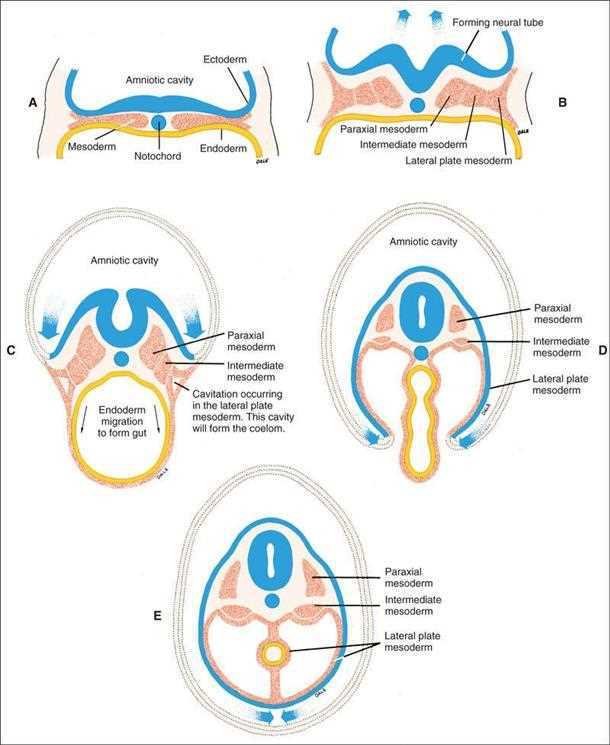 Ten Cate: cross-sectional profiles, the mesoderm between ectoderm and endoderm differentiating into paraxial, intermediate and lateral plate mesoderm, with the amniotic cavity enclosing the embryo and the intraembryonic coelom forming in the lateral plate