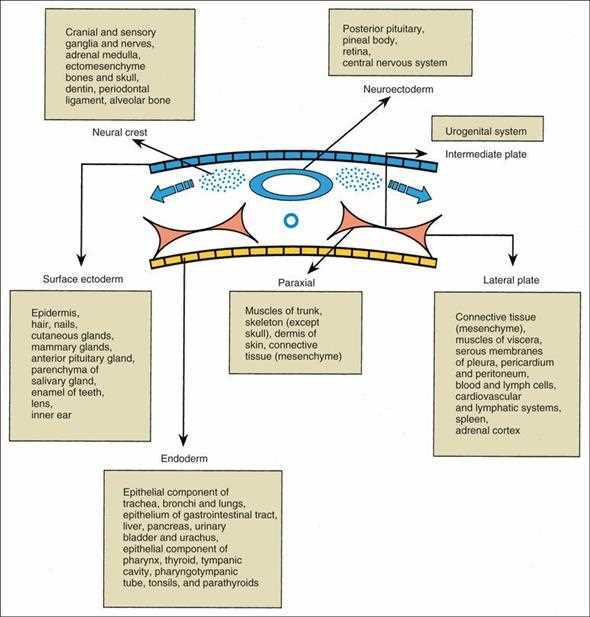 Ten Cate: derivatives of the germ layers and cranial neural crest. Neural crest gives cranial and sensory ganglia and nerves, adrenal medulla, ectomesenchyme, bones and skull, dentin, periodontal ligament and alveolar bone; surface ectoderm gives epidermis, hair, nails, cutaneous glands, mammary glands, anterior pituitary, parenchyma of the salivary gland, enamel of teeth, lens and inner ear; neuroectoderm gives posterior pituitary, pineal body, retina and CNS; paraxial mesoderm gives muscles of trunk, skeleton except skull and dermis; lateral plate gives connective tissue, serous membranes, cardiovascular and lymphatic systems, spleen, adrenal cortex; intermediate plate gives the urogenital system; endoderm gives the epithelial components of the respiratory and gastrointestinal tracts, liver, pancreas, bladder, pharynx, thyroid, tympanic cavity, tonsils and parathyroids