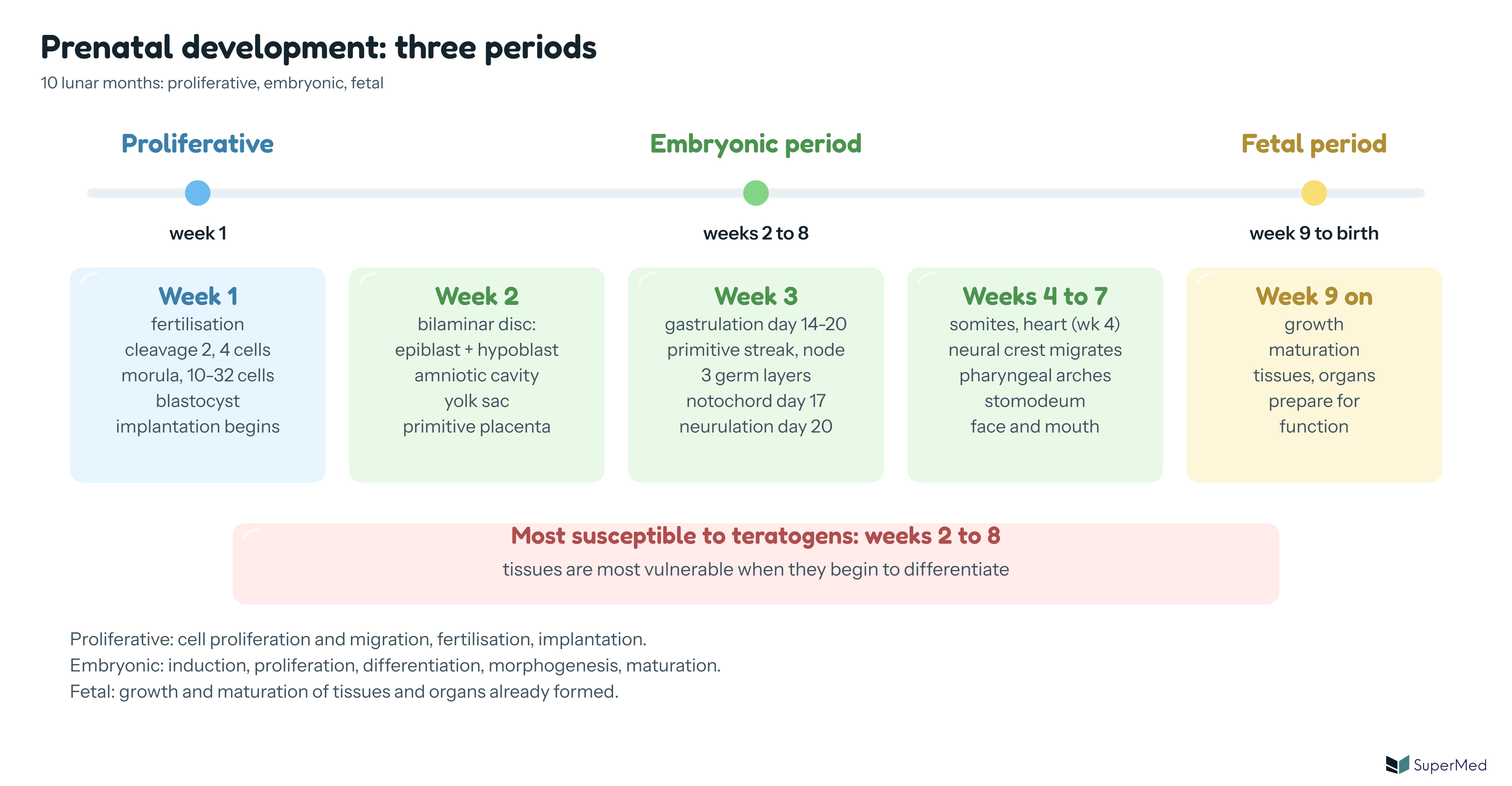 Schematic: prenatal development in three periods (proliferative week 1, embryonic weeks 2 to 8, fetal week 9 to birth) with the main events of weeks 1 to 4-7 and the window of teratogen sensitivity