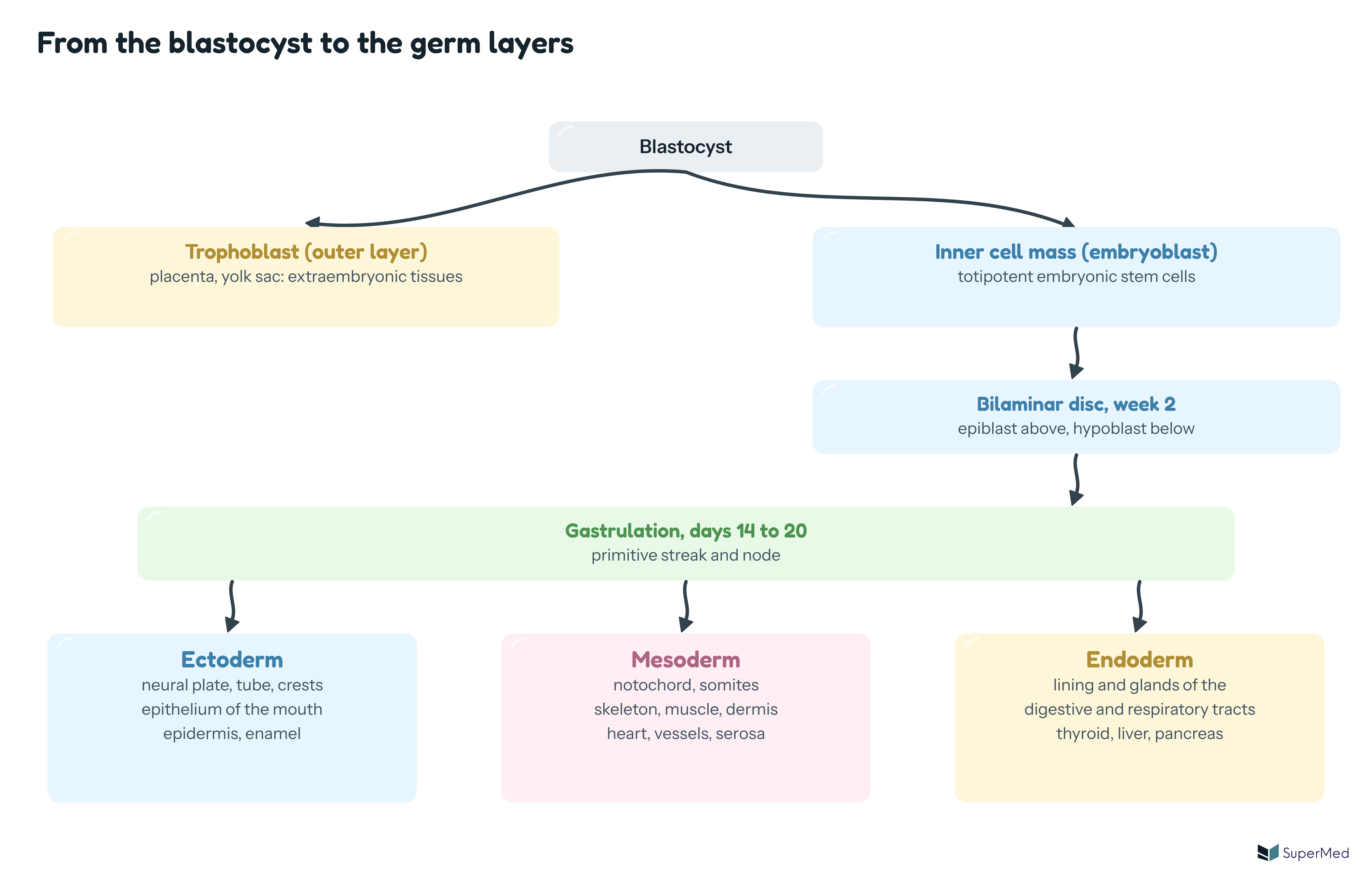 Schematic: the blastocyst divides into trophoblast (placenta, yolk sac) and inner cell mass; the inner cell mass becomes the bilaminar disc, gastrulation follows, and the three germ layers ectoderm, mesoderm and endoderm are formed with their main derivatives