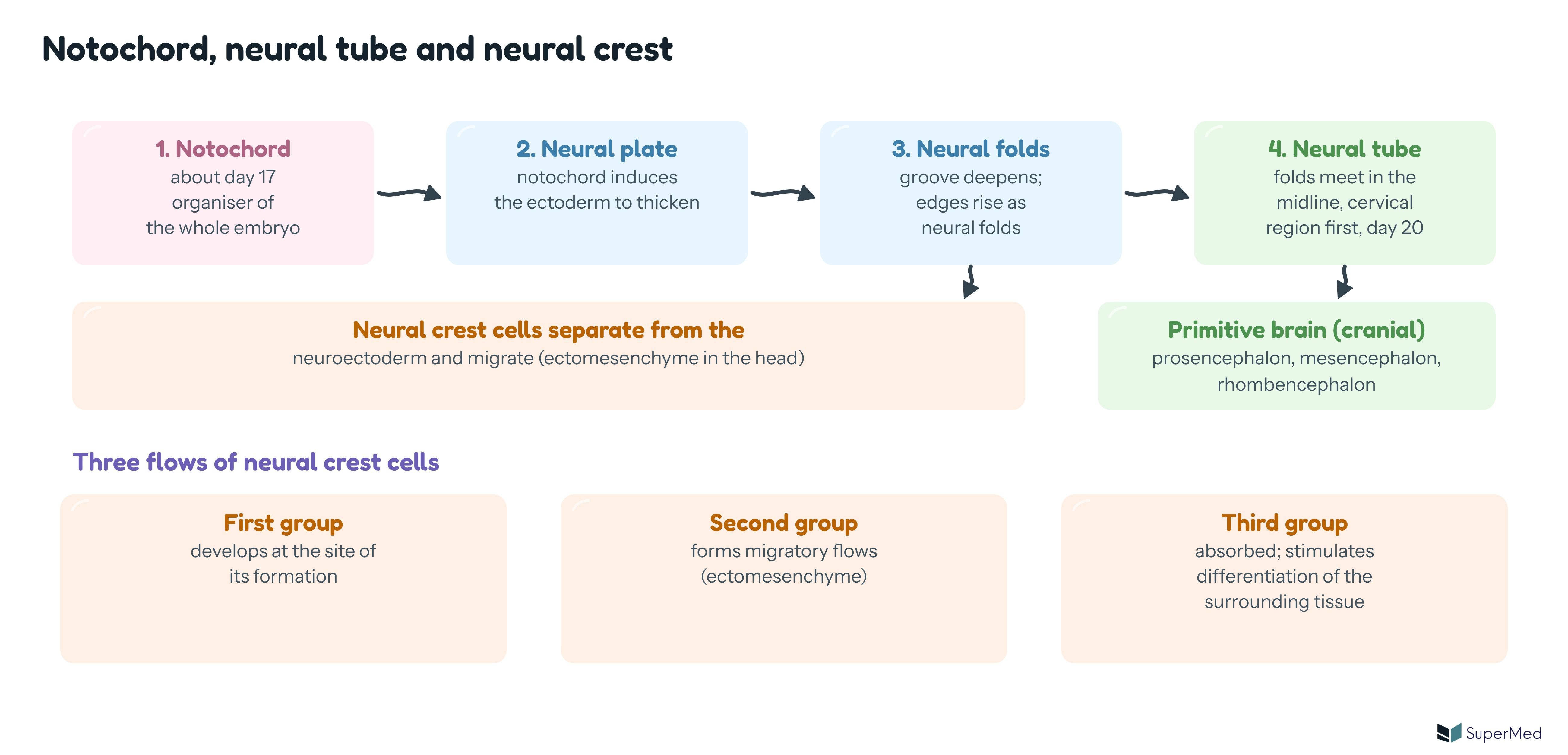 Schematic: the notochord induces the neural plate; the plate invaginates to the groove with raised folds; the folds meet to form the neural tube, and neural crest cells separate and migrate (three flows)