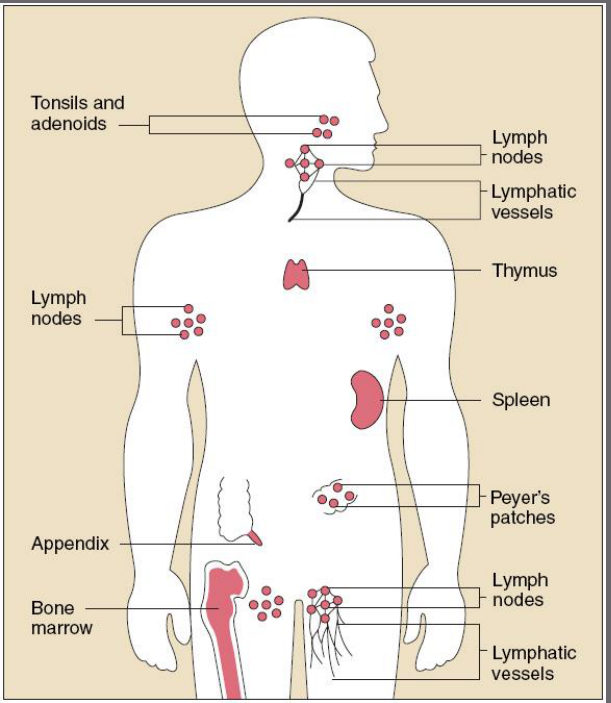 Diagram of the human body showing the lymphoid organs: tonsils and adenoids, lymph nodes and lymphatic vessels, thymus, spleen, Peyer's patches, appendix and bone marrow