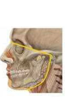 Lateral view of the skull and jaws, with the maxillofacial outline traced in yellow around the maxilla and mandible