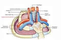Thoracic inlet: oesophagus, trachea, manubrium of the sternum, subclavian arteries and veins, internal jugular vein and the apex of the right lung, labelled