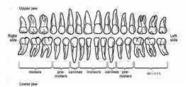 Upper and lower dentition chart, seen from the front, with right and left sides labelled and the groups of molars, premolars, canines and incisors marked