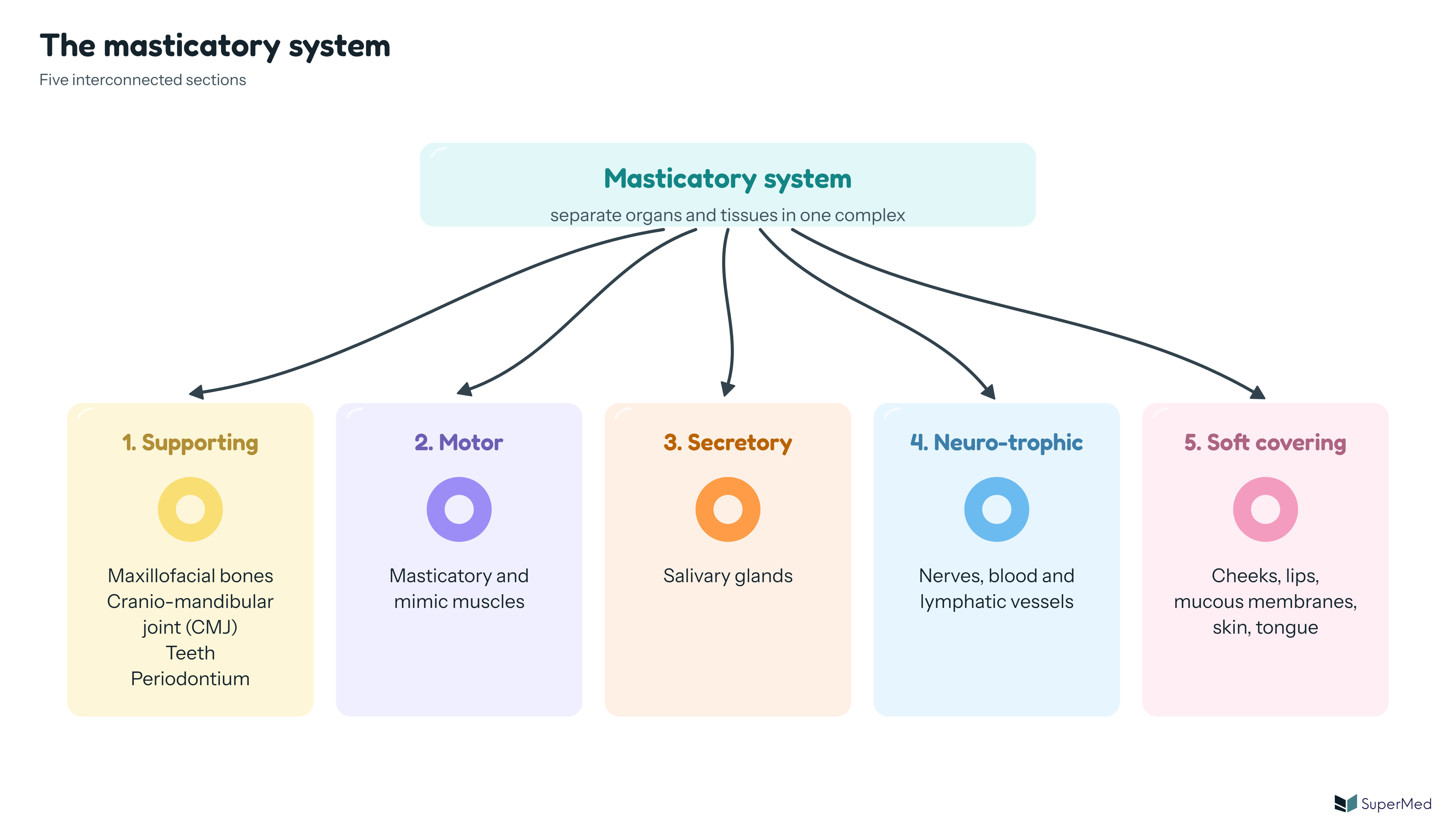 Schematic: the masticatory system with five sections: 1. Supporting (maxillofacial bones, cranio-mandibular joint, teeth, periodontium), 2. Motor (masticatory and mimic muscles), 3. Secretory (salivary glands), 4. Neuro-trophic (nerves, blood and lymphatic vessels) and 5. Soft covering (cheeks, lips, mucous membranes, skin, tongue)