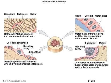 Diagram of bone cell lineage: osteoprogenitor cell (a stem cell), osteoblast (immature bone cell secreting organic matrix), osteocyte (mature bone cell maintaining the matrix, in canaliculi and matrix), and osteoclast (multinucleate cell dissolving bone matrix, arising near the medullary cavity and endosteum)