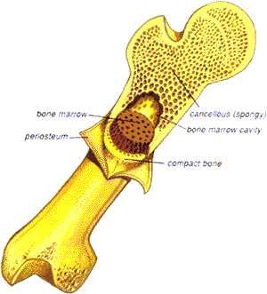 Femur cut in longitudinal section, labelled: periosteum, compact bone, cancellous (spongy) bone, bone marrow and bone marrow cavity