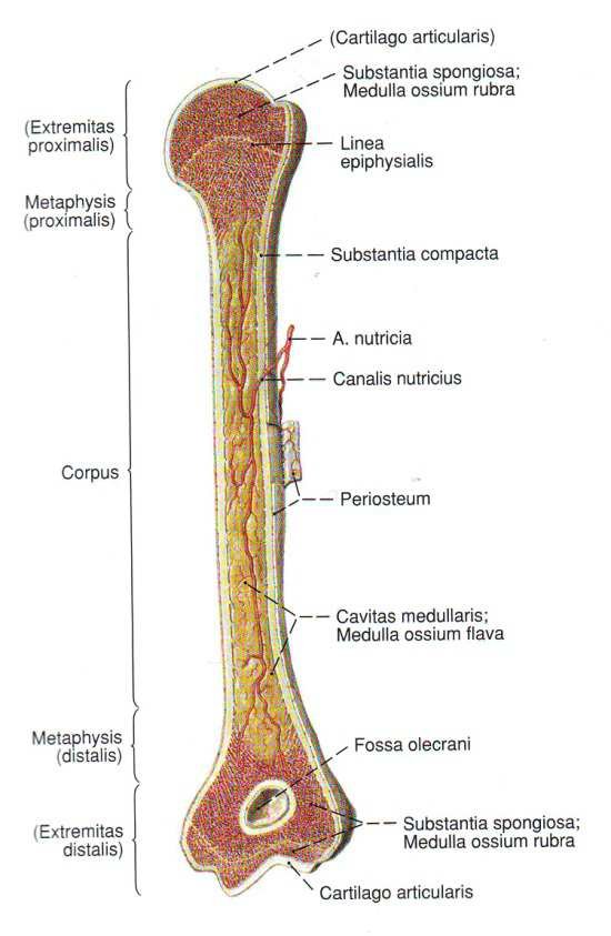 Long bone (femur) in longitudinal section with Latin labels: extremitas proximalis and distalis, metaphysis, linea epiphysialis, substantia compacta, substantia spongiosa, corpus, periosteum, cavitas medullaris with medulla ossium flava, a. nutricia and canalis nutricius, fossa olecrani, cartilago articularis