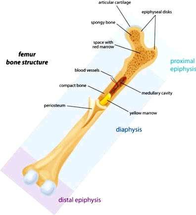 Femur in longitudinal section showing the proximal and distal epiphysis, the epiphyseal disks, spongy bone, compact bone, the diaphysis, the medullary cavity with yellow marrow, periosteum and the blood vessels supplying the bone