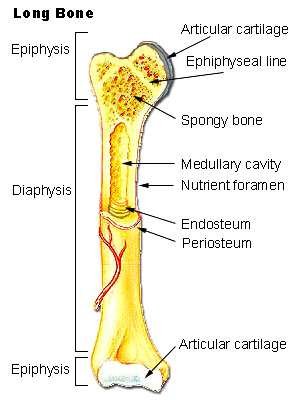 Long bone in longitudinal section, labelled: articular cartilage, epiphyseal line, spongy bone, medullary cavity, nutrient foramen, endosteum and periosteum