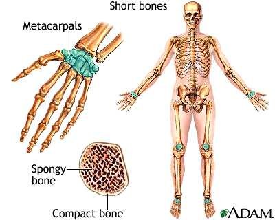 Short bones of the hand: the metacarpals, shown on a whole skeleton and in cross-section with spongy bone and compact bone labelled
