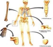 Four examples of bone shape: a long bone, the skull (flat and irregular bones), a vertebra (irregular bone) and the scapula (flat bone), arranged around a skeleton