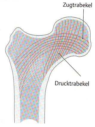 Femoral neck and head in section, showing tension trabeculae (Zugtrabekel) and pressure/compression trabeculae (Drucktrabekel) crossing one another