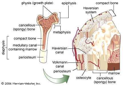 Diagram of compact bone from the whole bone down to the microscopic level: periosteum, compact bone, cancellous (spongy) bone, metaphysis, diaphysis, epiphysis, growth plate (physis), and, in the cutaway, the Haversian system with its Haversian canal, Volkmann's canal, osteocytes and marrow