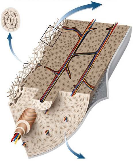 Cutaway of a long bone end showing the trabecular (cancellous) bone of the epiphysis continuous with the compact bone of the shaft, with the marrow spaces and blood vessels running through it