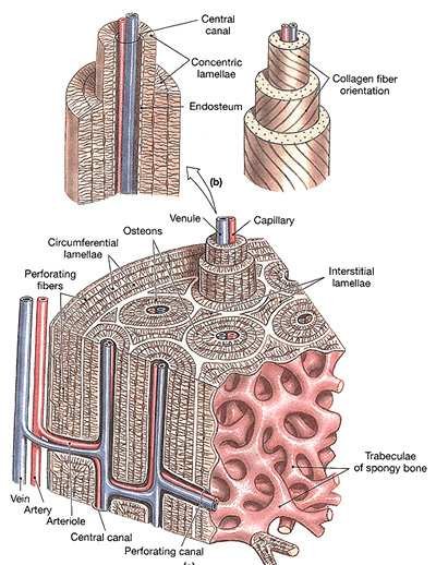 Detailed diagram of an osteon in compact bone: the central canal, concentric lamellae with alternating collagen fibre orientation, circumferential lamellae, interstitial lamellae, perforating (Volkmann's) canals, and the vein, artery and arteriole running with a venule and capillary into an osteon, with trabeculae of spongy bone alongside