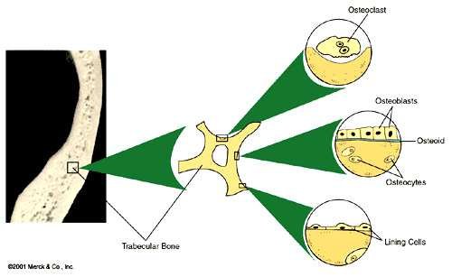 Diagram tracing an osteoclast, osteoid, and lining cells back to a common trabecular bone surface, with osteoblasts laying down osteoid that matures into osteocytes embedded in the matrix