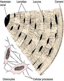 Osteocytes embedded within the lamellae of bone matrix, each with fine cellular processes running through canaliculi to contact neighbouring osteocytes