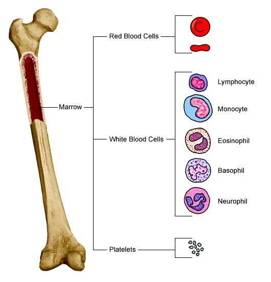 Femur with the marrow cavity highlighted, and a tree diagram showing marrow giving rise to red blood cells, the white blood cell types (lymphocyte, monocyte, eosinophil, basophil, neutrophil) and platelets