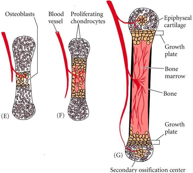 Three stages (E, F, G) of endochondral ossification in a long bone: osteoblasts and a blood vessel invading the cartilage model at (E) and (F), followed by (G) a fully formed bone with epiphyseal cartilage, growth plates at both ends, bone marrow and a secondary ossification centre