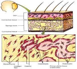 Cross-section through developing membranous bone: mesenchyme differentiating into collagen fibre, osteoid and osteoblasts, which mature into osteocytes within the primary bone tissue (trabeculae)