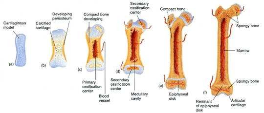 Five stages of endochondral ossification: (a) cartilaginous model, (b) calcified cartilage with a periosteum forming, (c) primary ossification centre with a blood vessel, (d) secondary ossification centre and medullary cavity, (e) epiphyseal disks either side of the growing shaft, (f) mature bone with an articular cartilage remnant and spongy bone