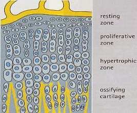 Four zones of the epiphyseal growth plate in cross-section, from the epiphysis to the diaphysis: resting zone, proliferative zone, hypertrophic zone and ossifying cartilage