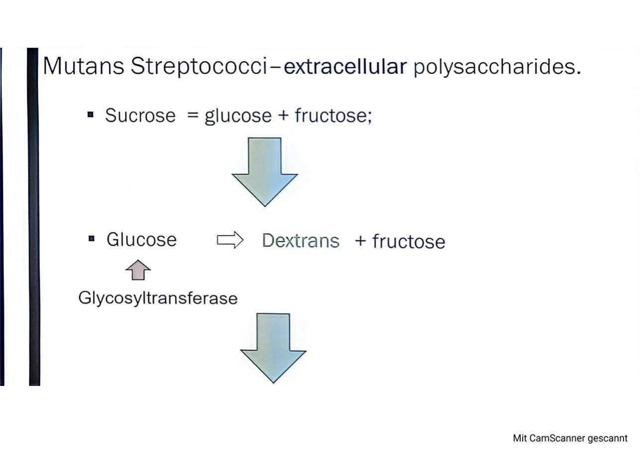 Mutans streptococci extracellular polysaccharides: sucrose is broken into glucose and fructose, glucose is converted to dextrans by glycosyltransferase