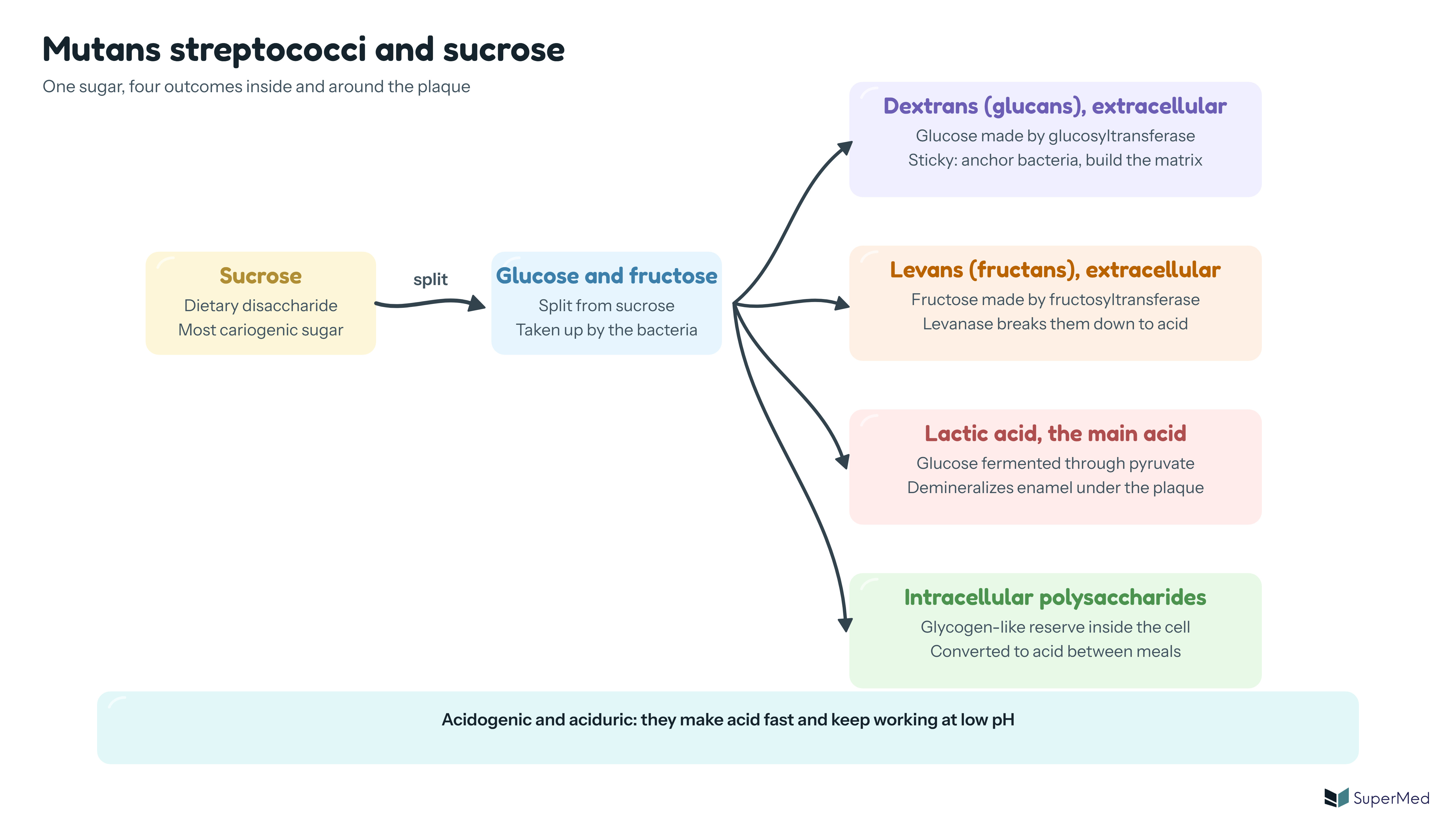 Mutans streptococci converting sucrose into extracellular polysaccharides: sucrose is split into glucose and fructose, glucose forms dextrans with the enzyme glycosyltransferase, and fructose forms levans