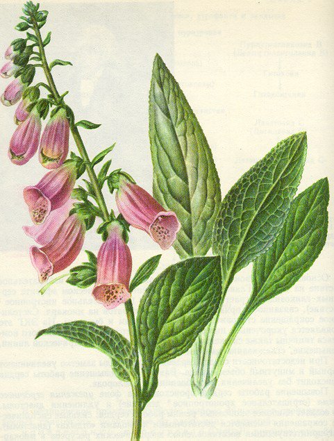 Botanical drawing of the foxglove, Digitalis purpurea, with tall spikes of pink tubular flowers and large leaves