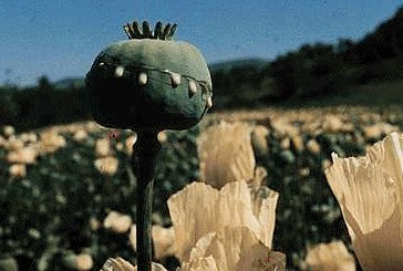 Photograph of a green poppy seed capsule on a stem, in a field of poppies