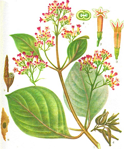 Botanical drawing of the cinchona tree (Cinchona succirubra), with red flowers, large leaves and a piece of bark