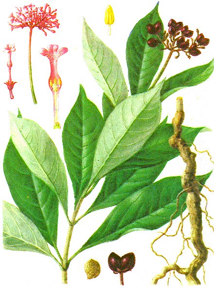 Botanical drawing of Rauwolfia serpentina, with leaves, flower clusters and roots