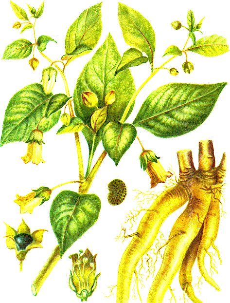 Botanical drawing of the deadly nightshade (Atropa belladonna), with leaves, purple bell-shaped flowers, dark berries and a root