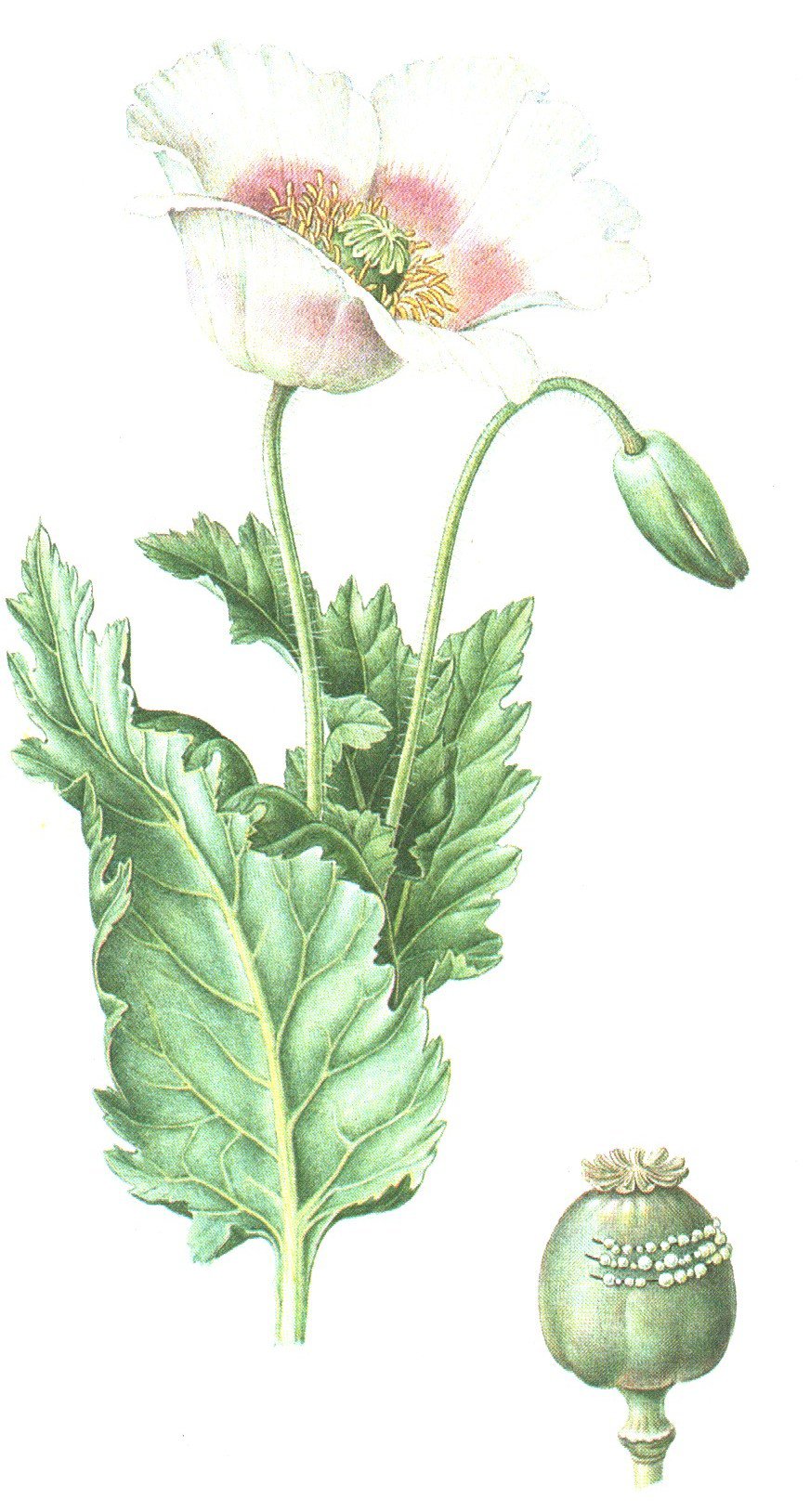 Botanical drawing of the opium poppy, with a pink-white flower, a leaf and a seed capsule