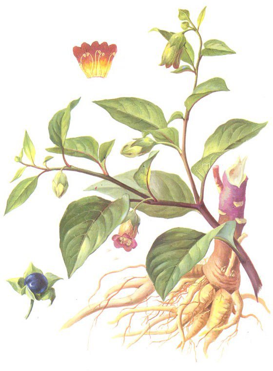 Botanical drawing of the deadly nightshade (belladonna), with flowers, leaves and a root