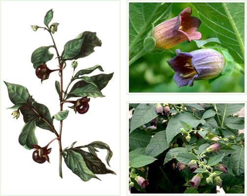 Three photographs of the deadly nightshade: a branch with dark berries and two close-up flowers in purple and red