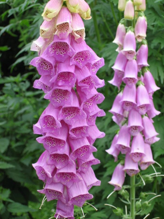 Tall spikes of purple foxglove flowers, growing outdoors