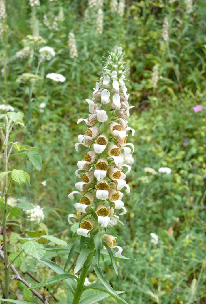White-flowered foxglove (Digitalis lanata) growing in a meadow with other plants